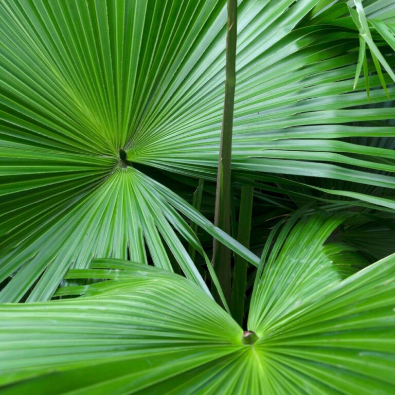 Serenoa Repens e i Capelli